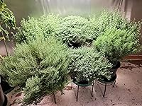 Review Image by Judy L. Judy L.