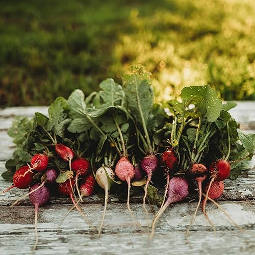 Miniatura 4 de Mezcla de rábano de huevo de Pascua - 150 semillas - Variedad de reliquia y polinizada abierta, fácil de cultivar y de crecimiento rápido, semillas