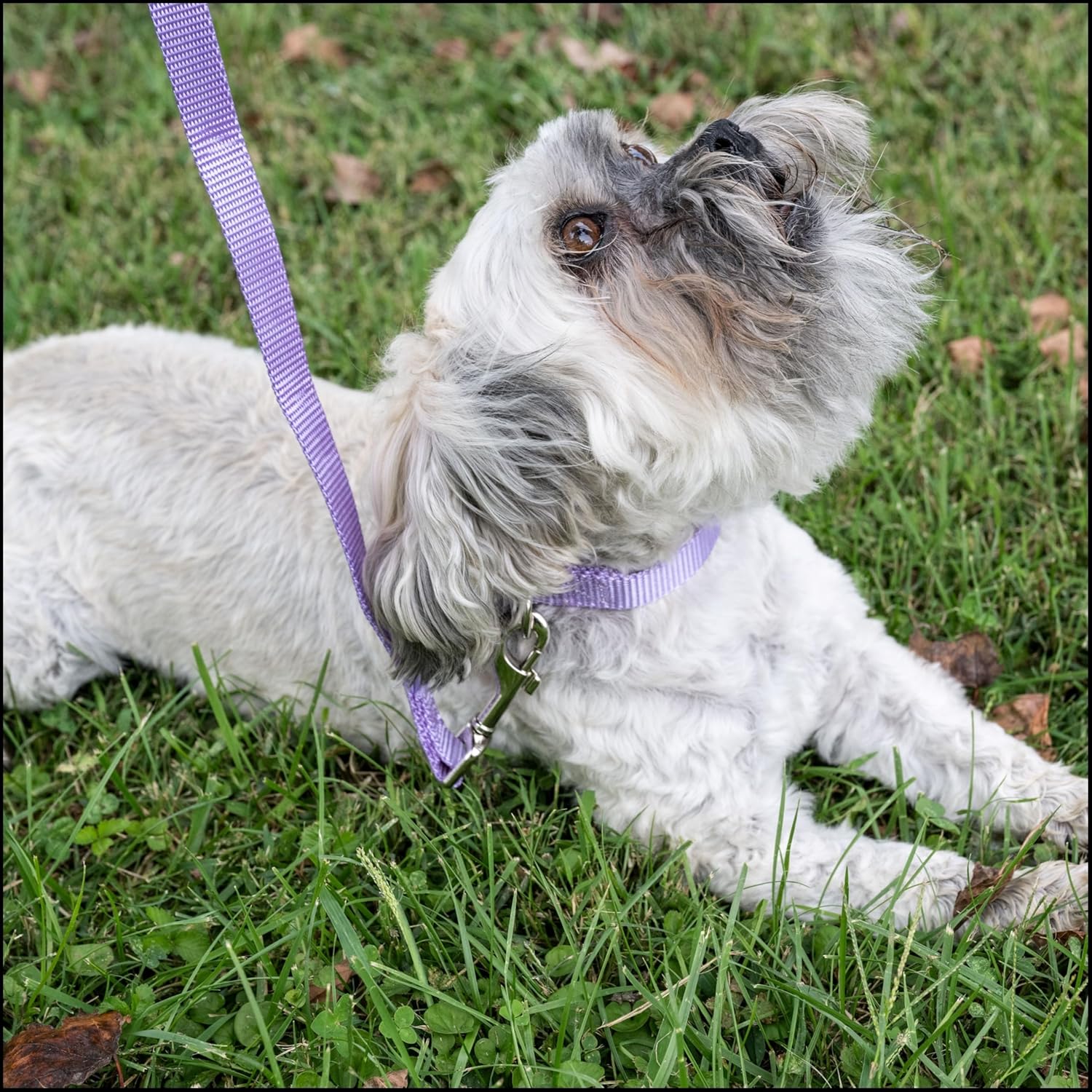 Country Brook Petz - Premium Nylon Dog Collar with Metal Buckle for Small Medium Large Breeds - 10+ Cool Colors (Small, 3/4 Inch, Lavender)