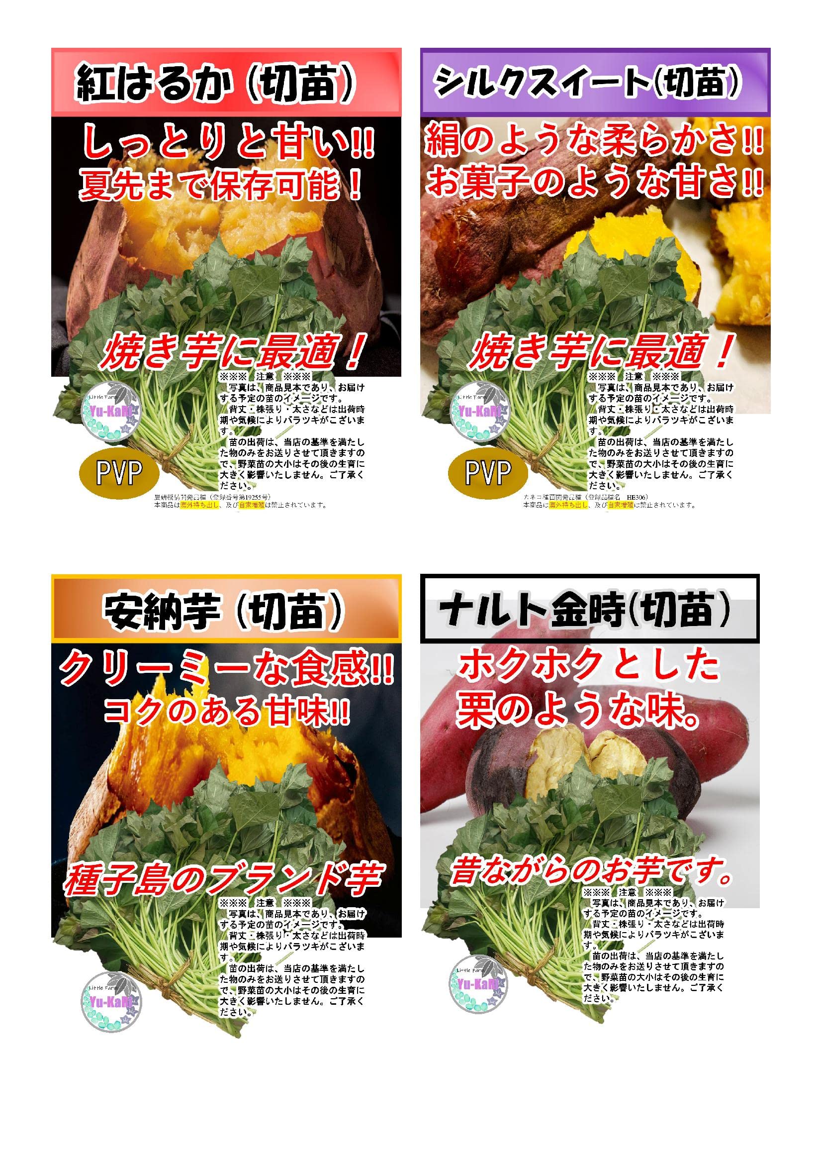 Amazon.co.jp: シルクスイート (6月6日～10日発送)【切苗 10本 