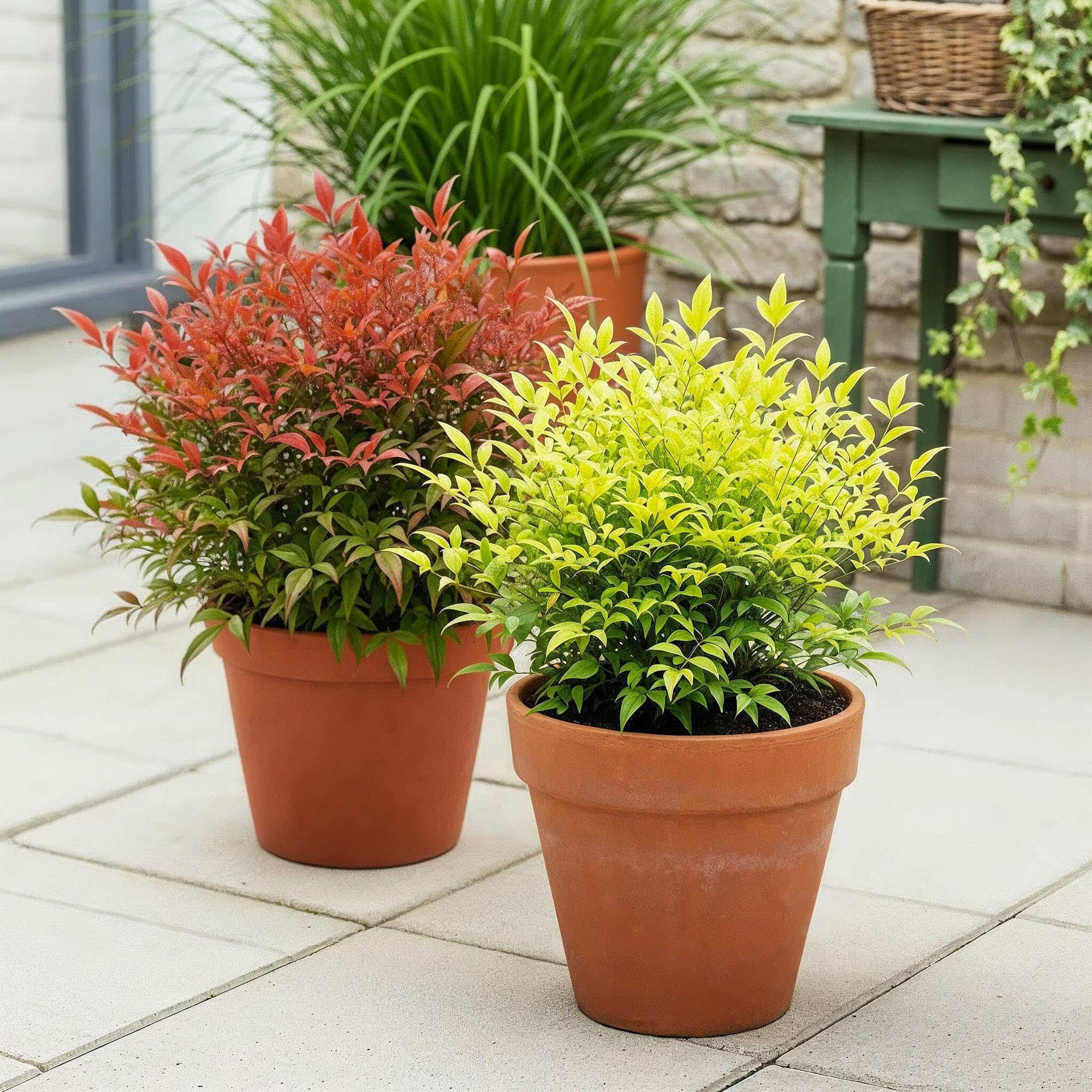 Bambus Nandina Duo – żółty i czerwony – 2 rośliny – wiecznie zielony – łatwy w pielęgnacji – 17 cm, wysokość 45 cm