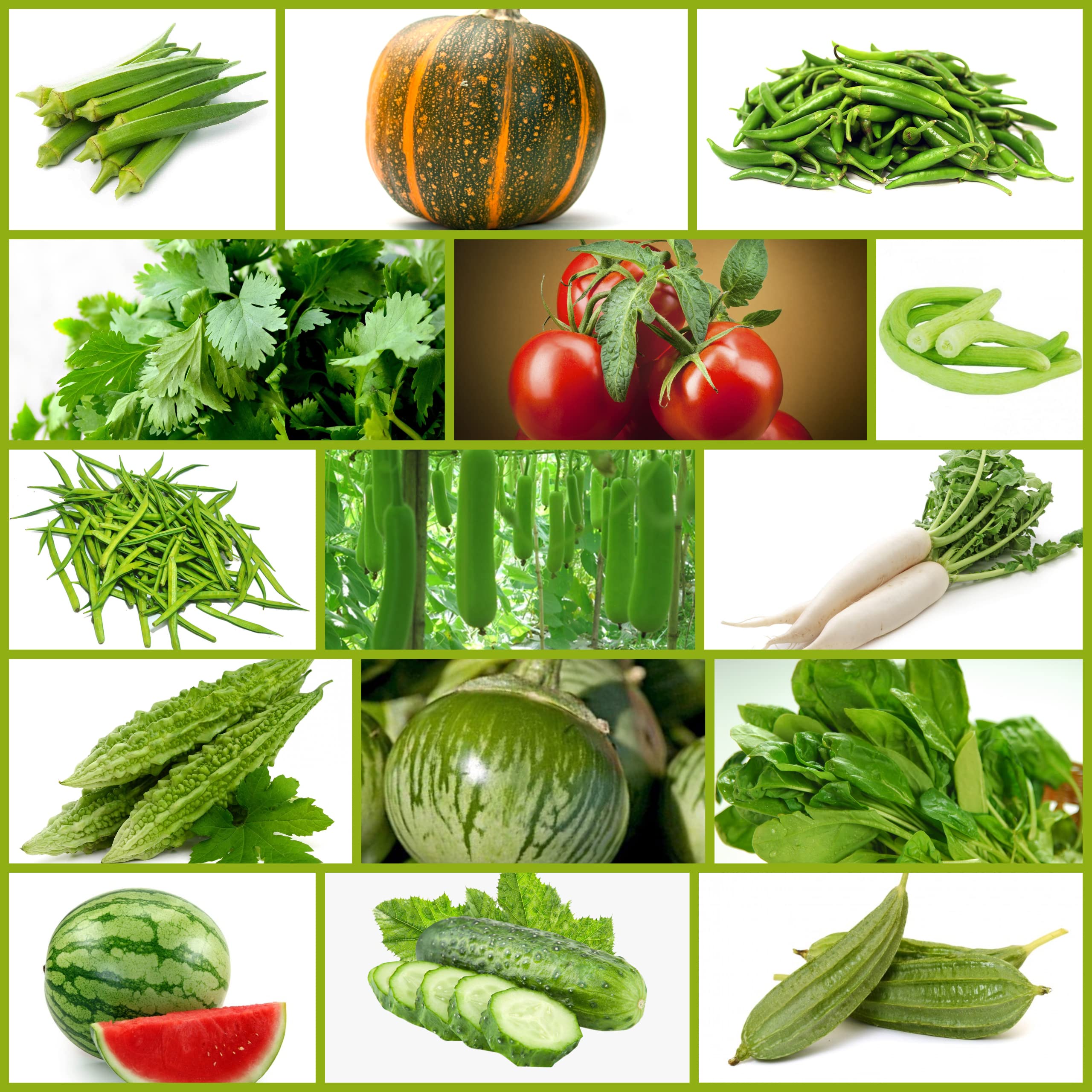 Only For Organic Summer Hybrid Vegetable Seeds With Instruction Manual (Pack of 15 Variety) (B09R6JN1ZY) Amazon Price History, Amazon Price Tracker