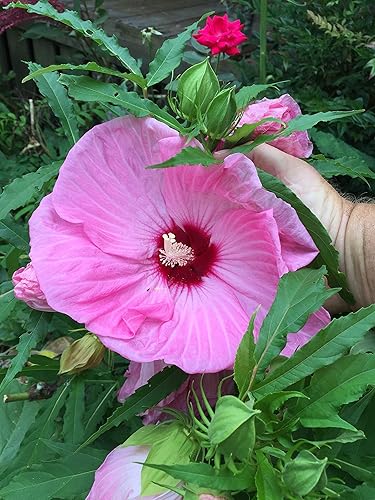 Miniatura 6 de UPC0764425787105 - Semillas de hibisco tropical, rosa gigante (Hibiscus rosa-sinensis) de Robsrareandgiantseeds UPC0764425787105 sin OMG, orgánico,