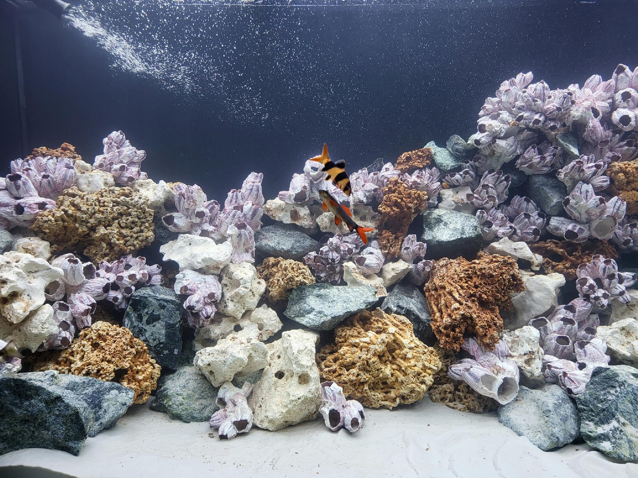 Malawi Aquarium Steine 12 kg Aquascaping Deko