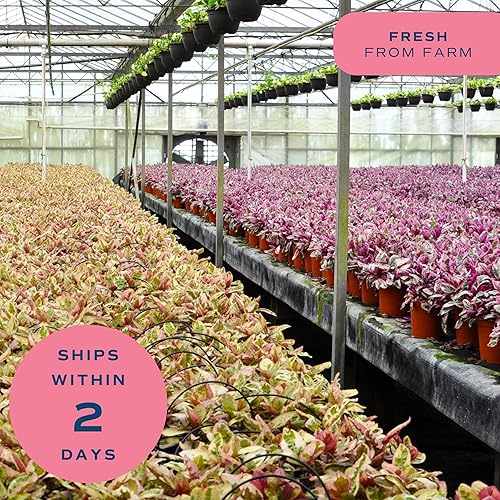 Miniatura 12 de Costa Farms - Planta de interior viva Monstera pequeña, fácil de cultivar, en maceta de jardín, con tierra para macetas, regalo de inauguración