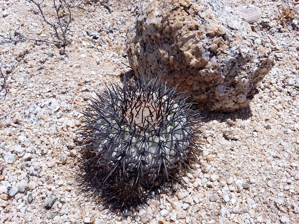 サボテン　コピアポア　ロンギスタミネア　実生　発根済 2025年最新】コピアポア・ロンギスタミネアの人気アイテム