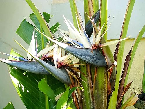Miniatura 4 de Pájaro blanco del paraíso  10 plantas vivas  Strelitzia Nicolai  Hermoso ejemplar de follaje raro