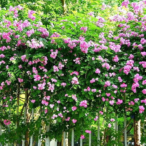Miniatura 5 de 149 semillas de rosa rosa trepadora para plantar, semillas de flores de arbusto de rosa sin OMG, flores raras que atraen polinizadores para jardín