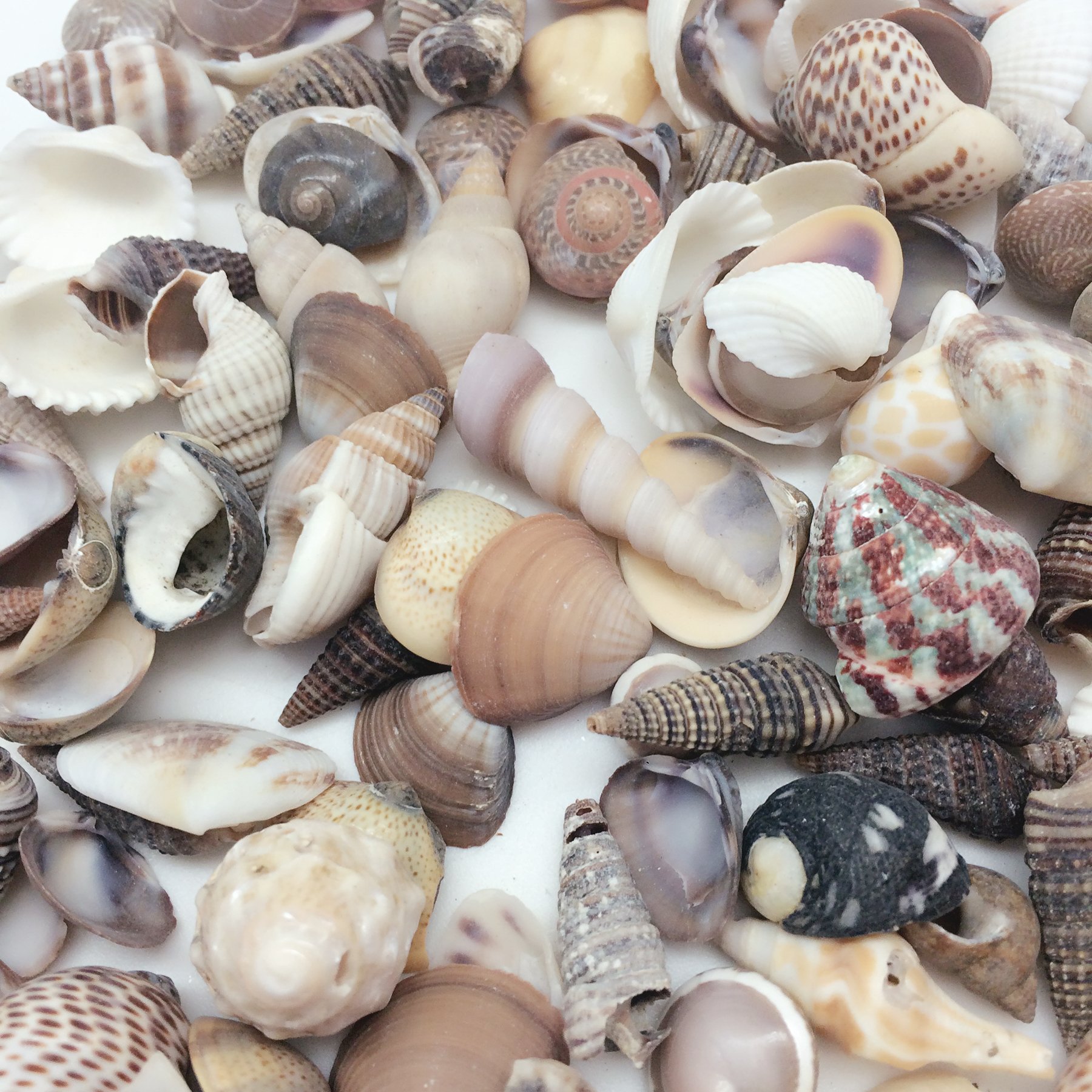 PEPPERLONELY India Natural Sea Shells Mixed, Small, 1/2 Inch to 1-1/2 Inch in Sizes, 8 oz, Apprx. 380PC+ Shells