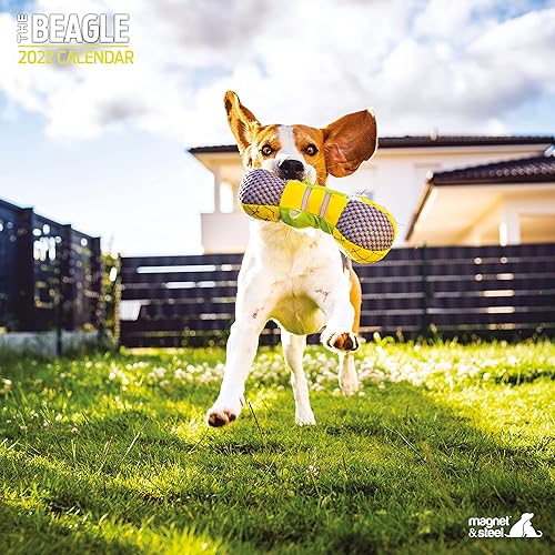 Miniatura 1 de Magnet & Steel Calendario tradicional 2022 de Beagle calendario de perro  calendario de pared 2022-2023, 12 x 12 pulgadas  regalo para el dueño de