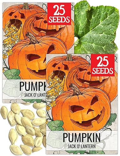 Miniatura 24 de Seed Needs Semillas de calabaza para plantar calabazas Jarrahdale azules, reliquia sin OMG y semilla de Cucurbita Maxima sin tratar para plantar un
