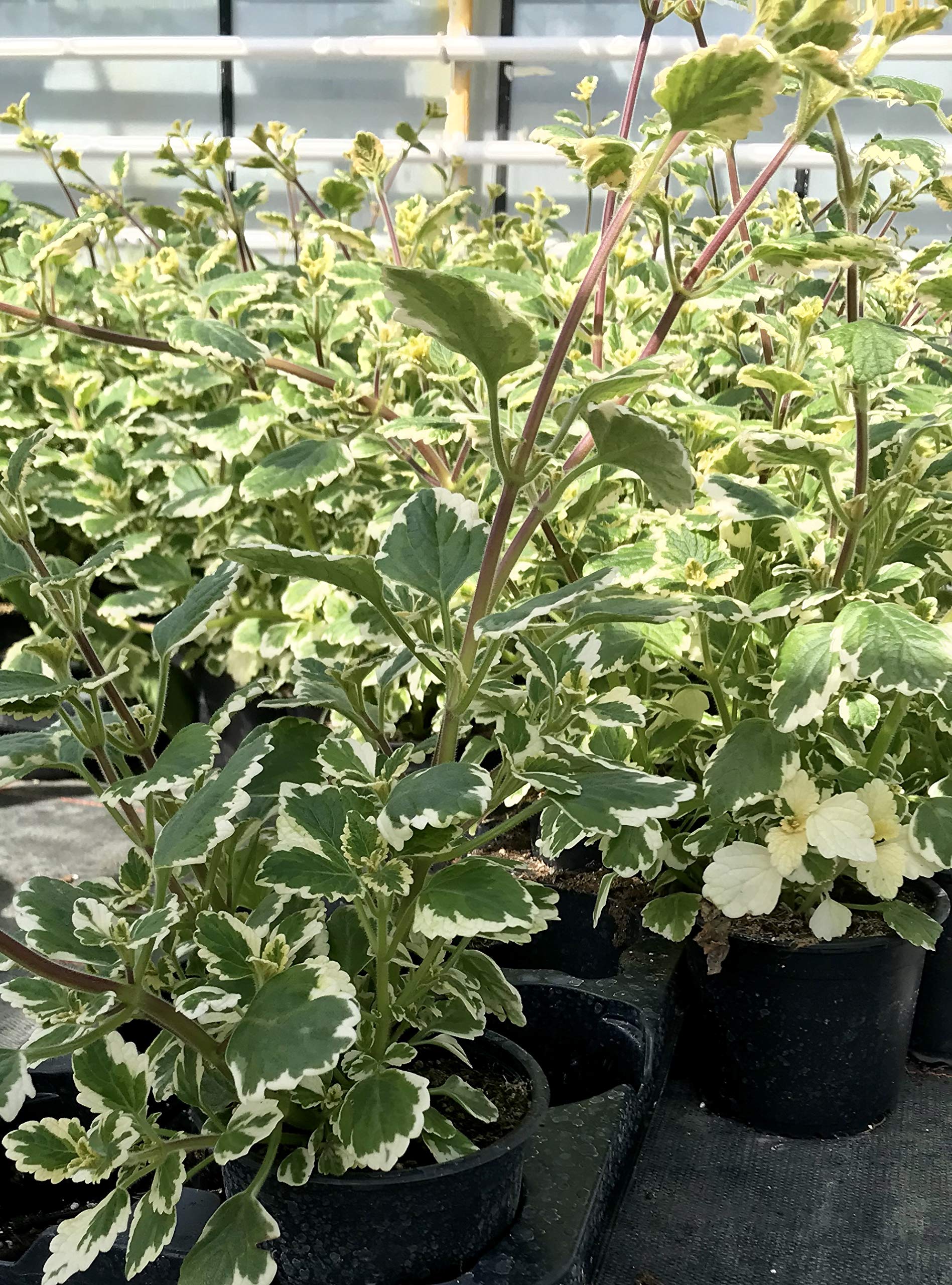 Weihrauch Pflanze, Plectranthus fruticosus, hlt Mcken fern! : Amazon.de:  Garten
