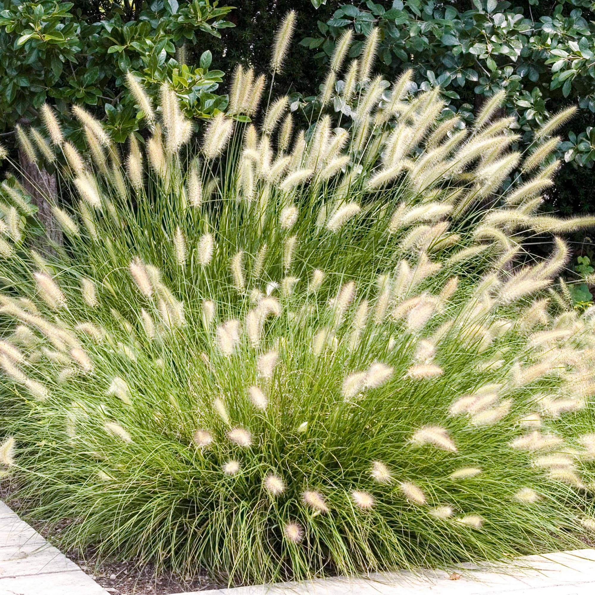 Pennisetum Hameln Chinese Fountain Grass Plant - Garden Plants Outdoor Garden Ready - Flowering Outdoor Perennial in Plant Pot (2 Litre Pot, 30-40cm)