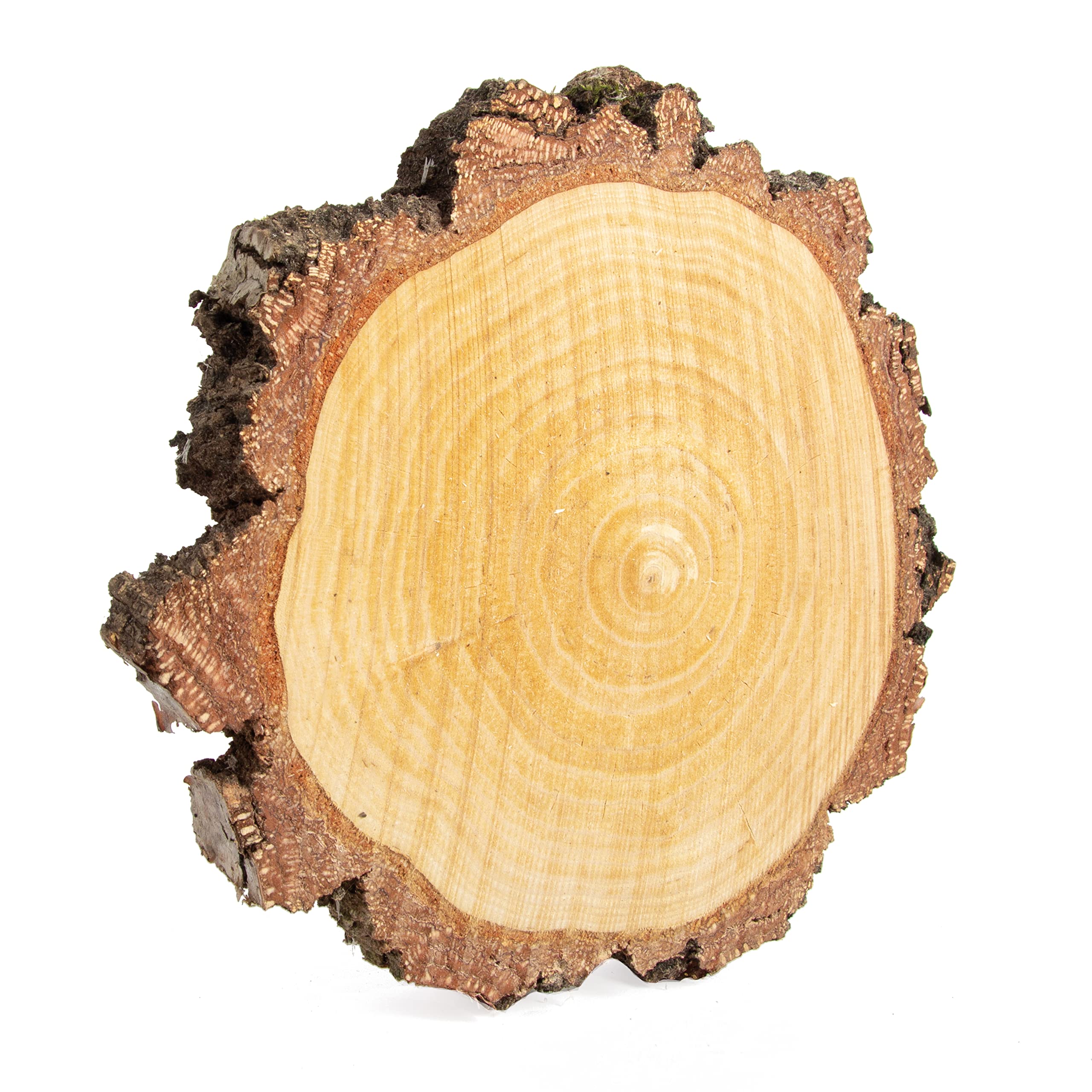 Birkenscheiben mit grober Rinde rund Ø 15-20cm, 2,5cm stark, Baumscheiben deutscher Forstwirtschaft mit Rinde, Holzscheiben für DIY Handwerk, Basteln, Hochzeit, Tischschilder, Untersetzer (4 Stk.)