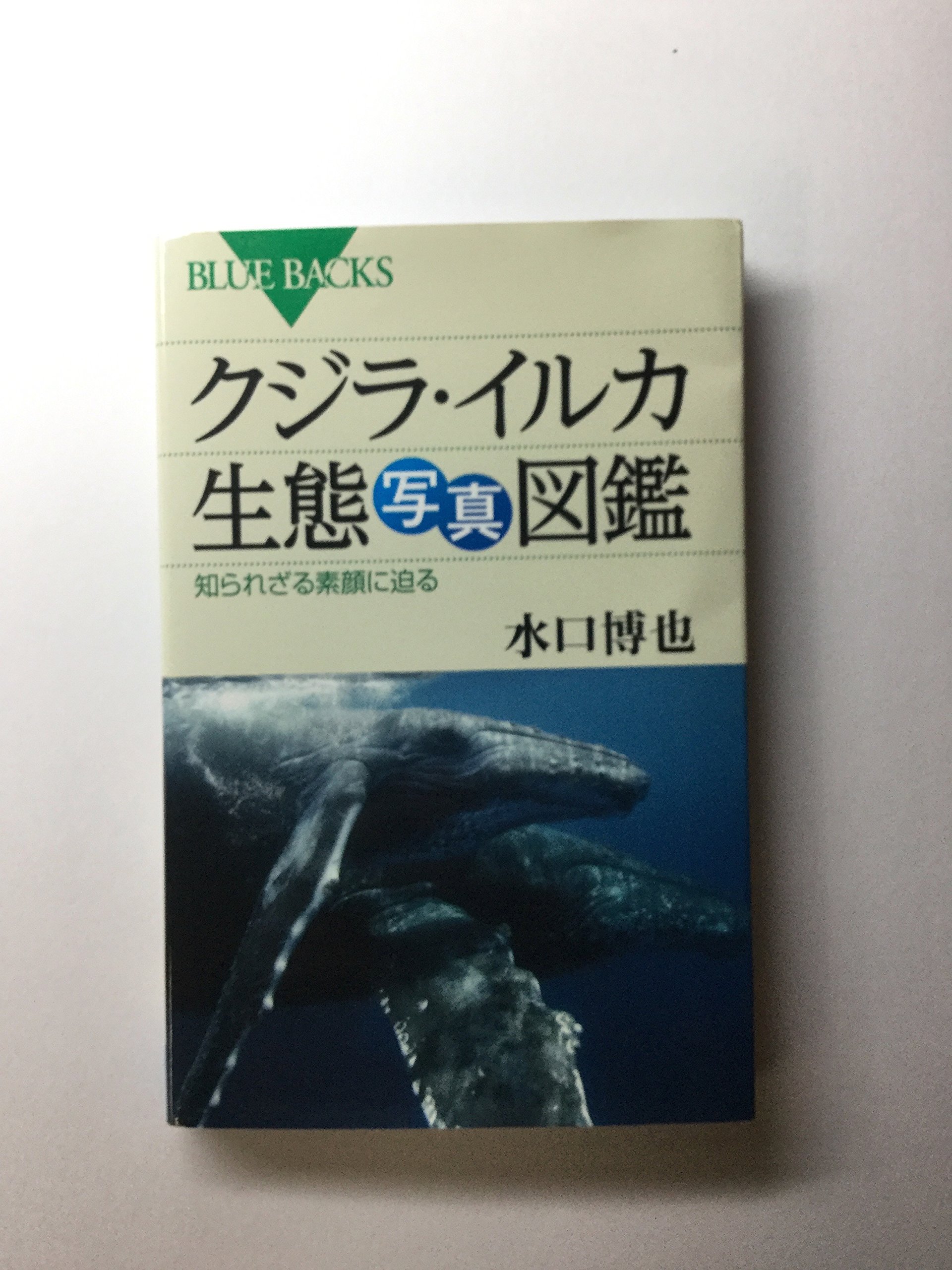 3819 外国切手 ガンビア 1996年 クジラ イルカ 4種+小型シート 3819 外国切手 ガンビア 1996年 クジラ イルカ 4種+小型シート 3819
