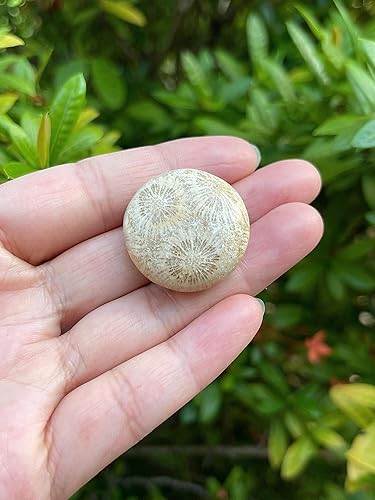 Miniatura 325 de GAF TREASURES Piedras pulidas de ojo de tigre de 1/2 libra, piedra preciosa natural pulida, cristales curativos de ojo de tigre (ojo de tigre)