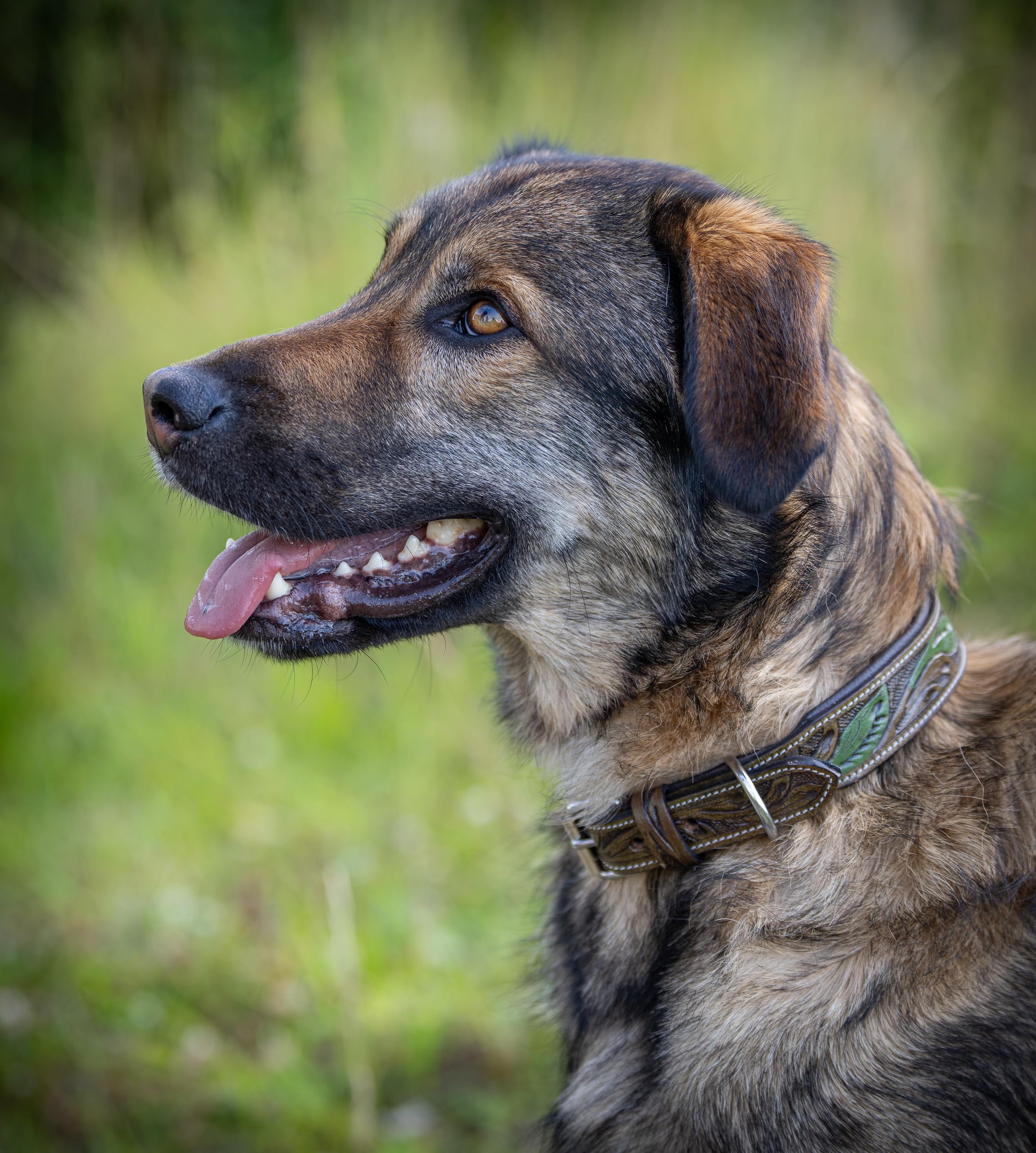 Jack & Russell Unikalna skórzana obroża dla psa, ręcznie wydrążona i wyściełana – obroża z bawolej skóry, skórzana obroża dla psa brązowa/ciemnozielona Hailey (S (26,0–34,0 cm))