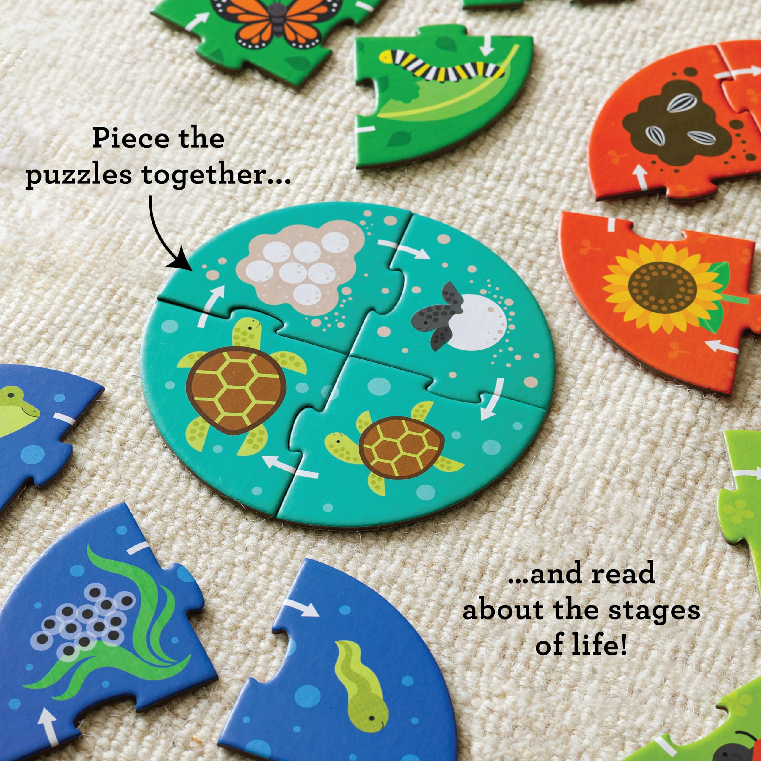 Petit Collage: Discovery Life Cycle Mini Puzzles - Contains 6 Mini Puzzles with 4 Pieces Each and Multi-Language Info Sheet - Show Life Cycle for Different Animals - Great Gift for Children 3+ - Image 3