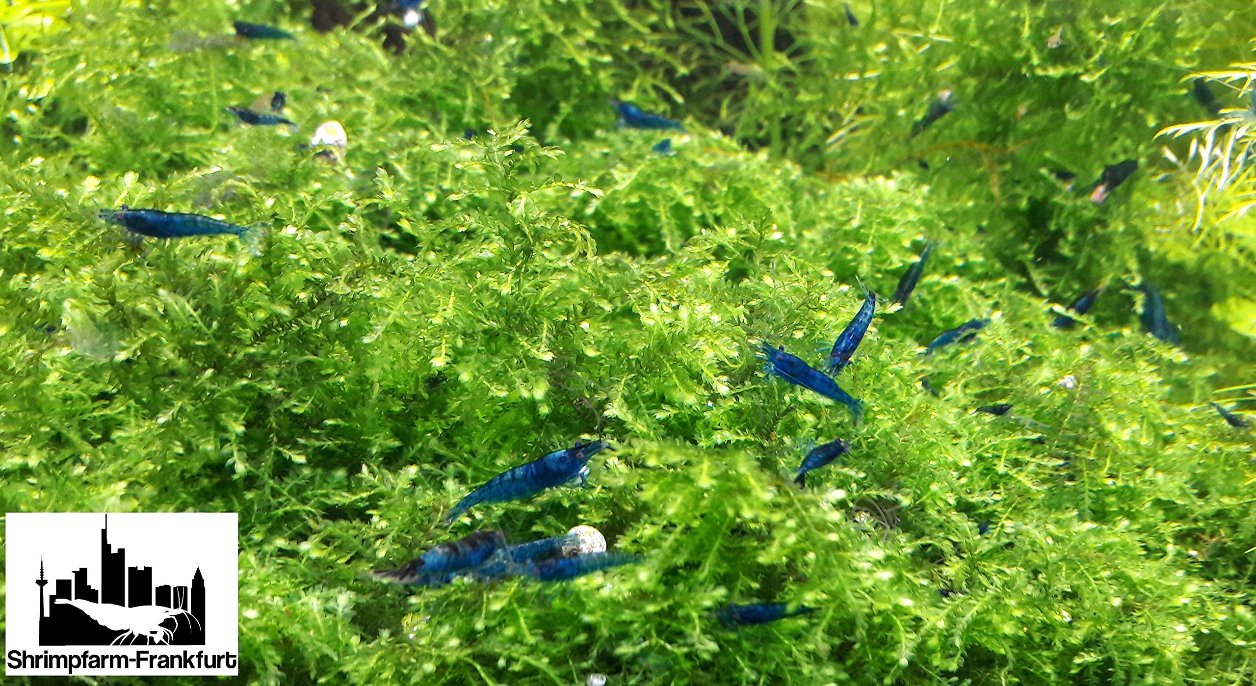 Blue Dream Garnele 10 Stück