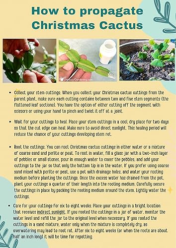 Miniatura 10 de Planta viva de cactus de primavera magenta de 4 pulgadas, Rhipsalidopsis. Cactus navideño recién plantado.