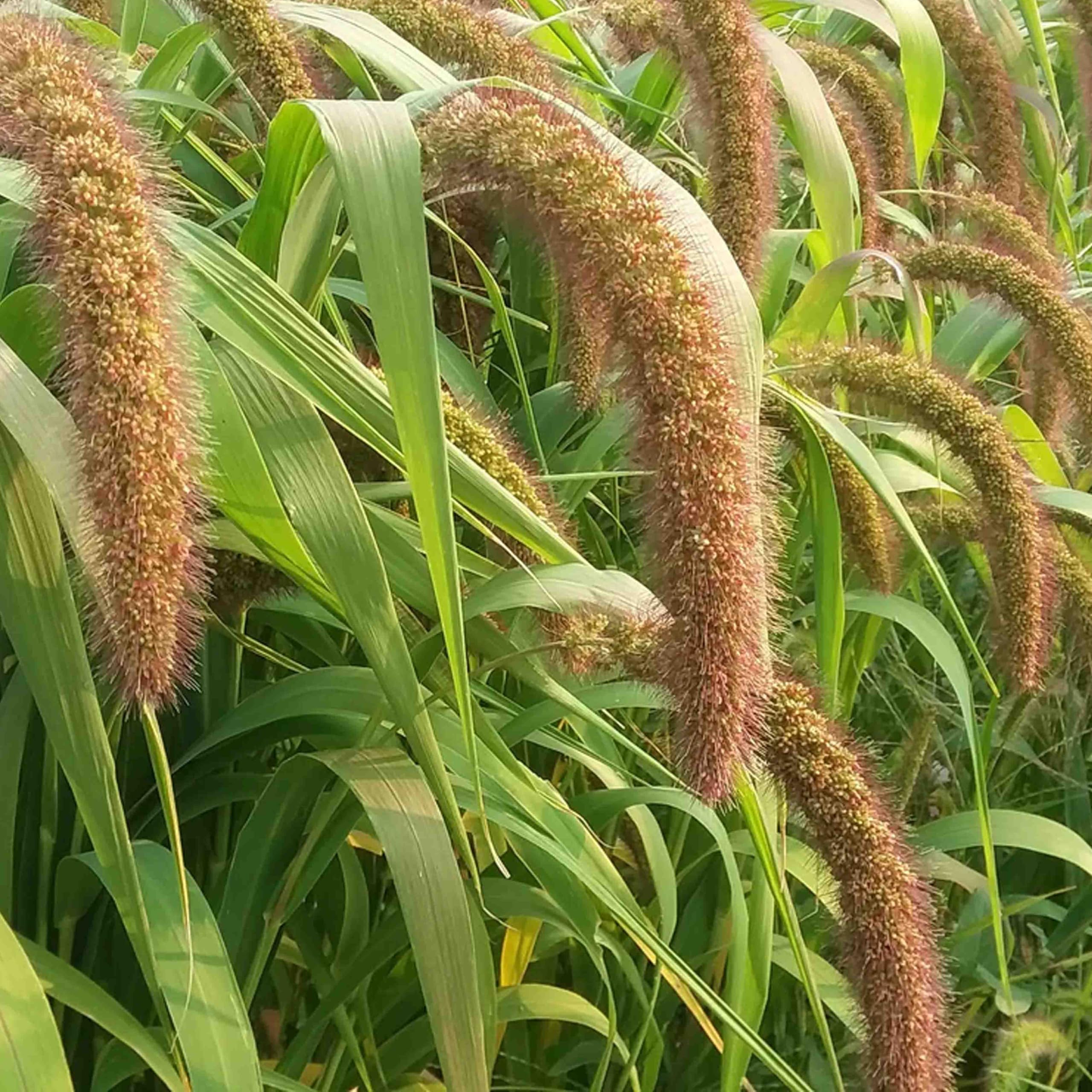 ☆millet☆ Premium Japanese Millet Seed - 50.0 lbs - Nutrient-Rich