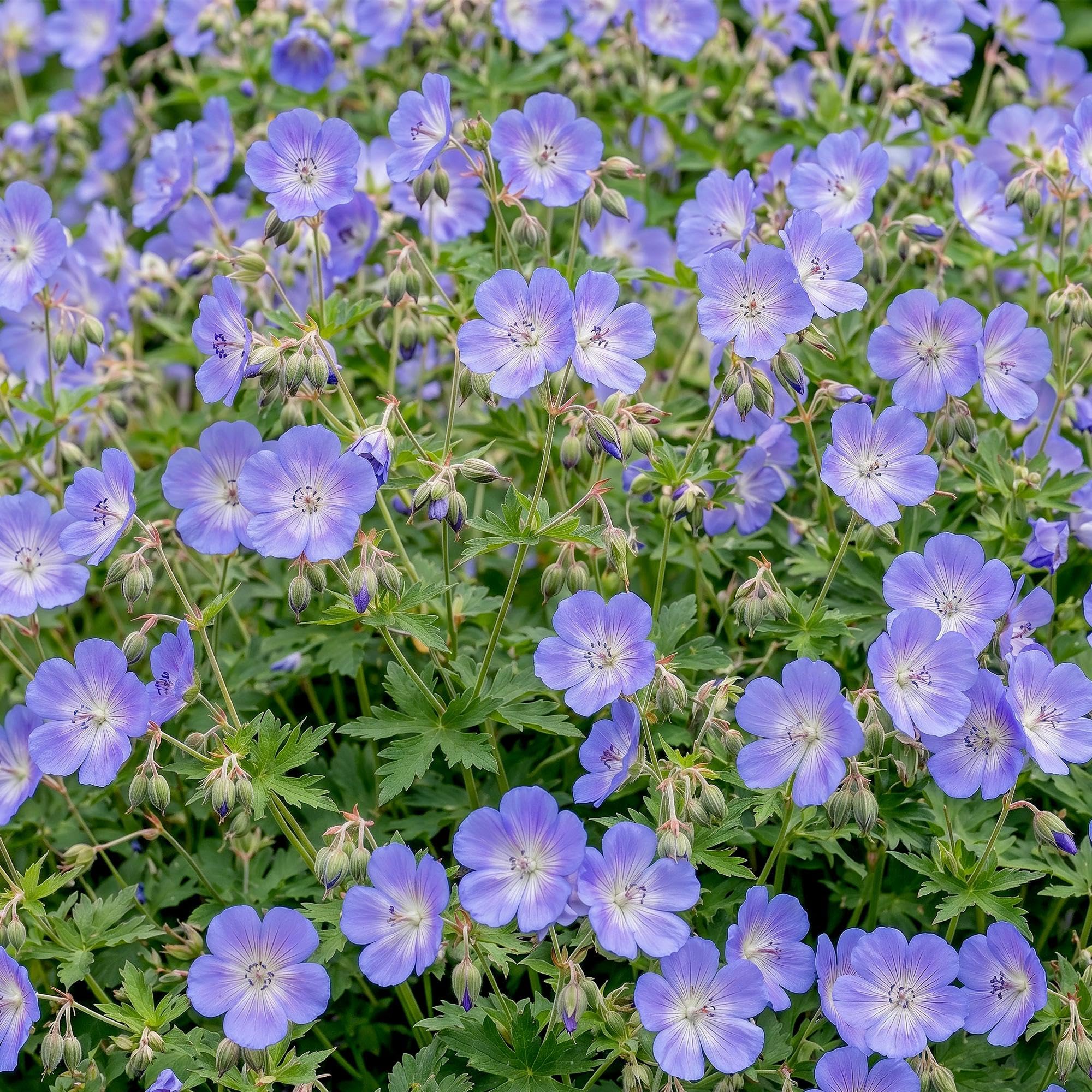 Geranio 'Rozanne' Planta Perenne Tapizante, Azul, 1 Planta, Maceta 11cm