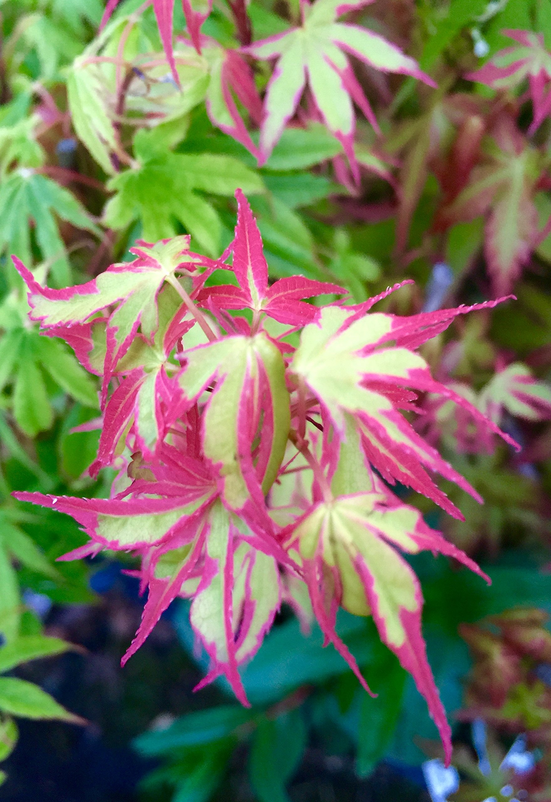 Amazon.com : Beni Schichihenge Variegated Japanese Maple 2