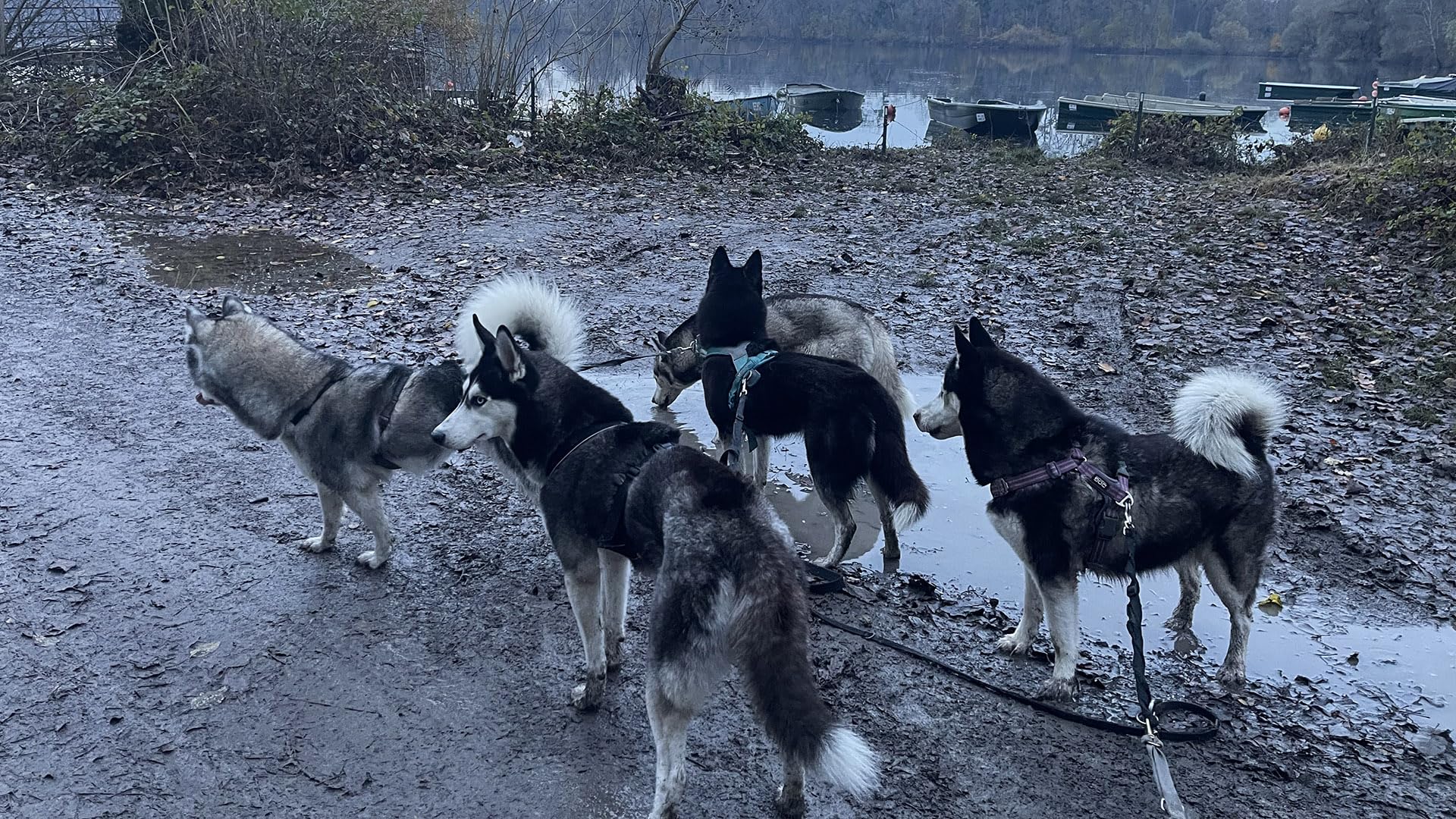 JOCHEN SCHWEIZER Geschenkgutschein: Husky Wanderung Eggenstein-Leopoldshafen