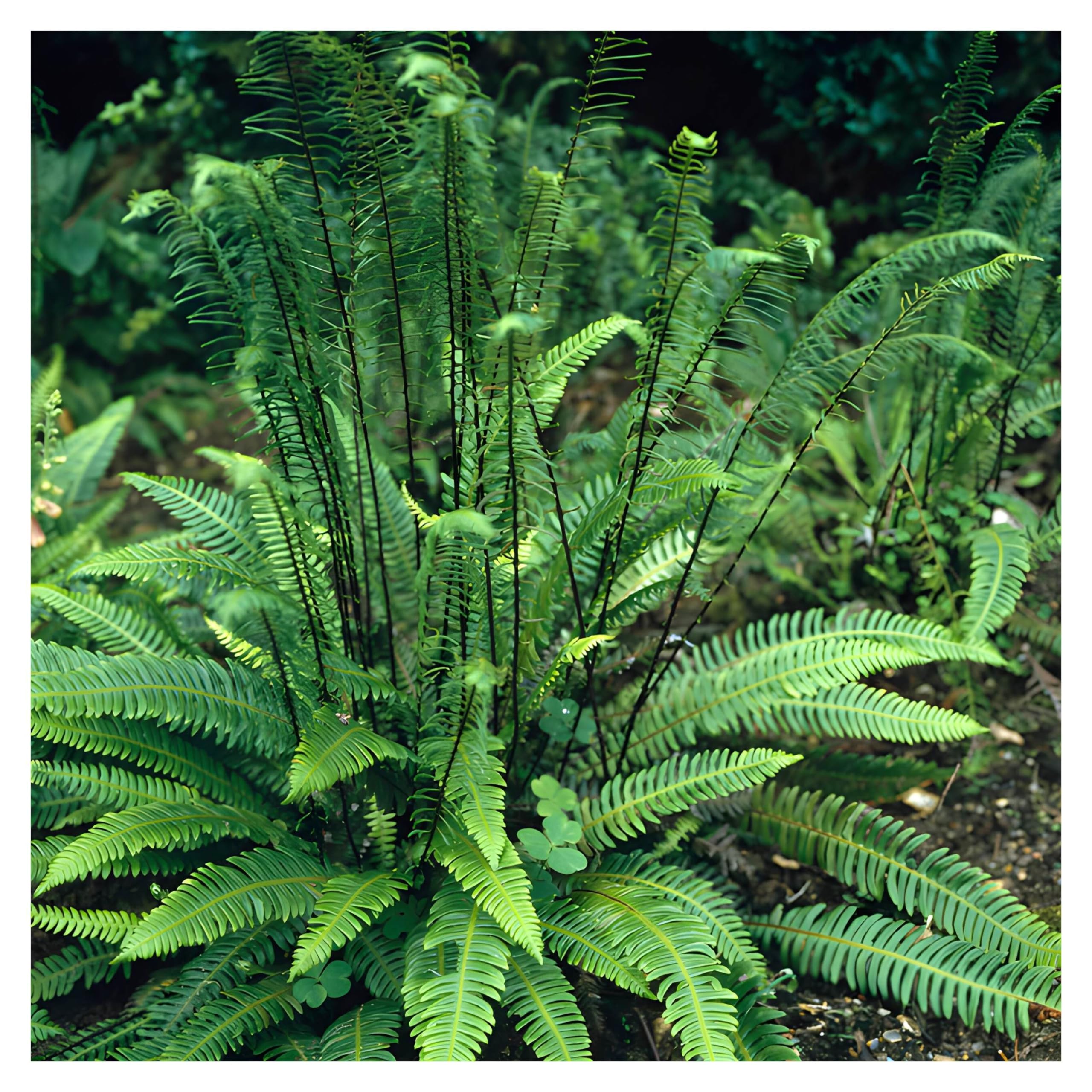 Stauden Gänge 1 x Blechnum spicant im 1 Liter Topf (Farn/Winterhart/Mehrjährig/Staude/Stauden/Immergrün) Rippenfarn - Immergrün und pflegeleicht für schattige Gärten