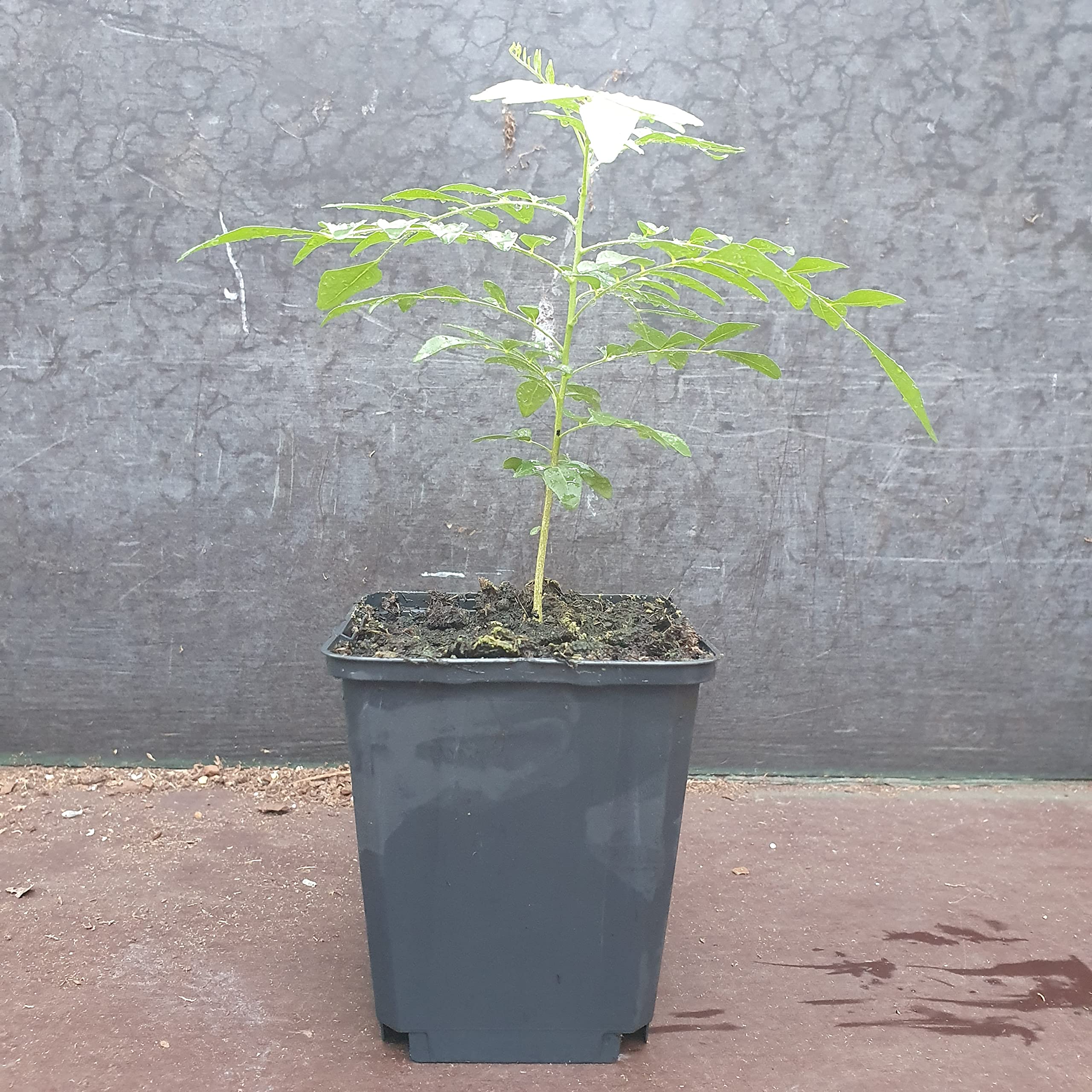 1 Arbre á curry | Murraya Koenigii | Cultivé à partir de graines | Plante de l'intérieur de l'Inde et du Sri Lanka | 10-15cm d'altura en maceta de 7cm | Caloupilé | Bergera Koenigii