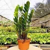 Amazon.com : ZZ Plant - Live Plant in a 8 Inch Pot
