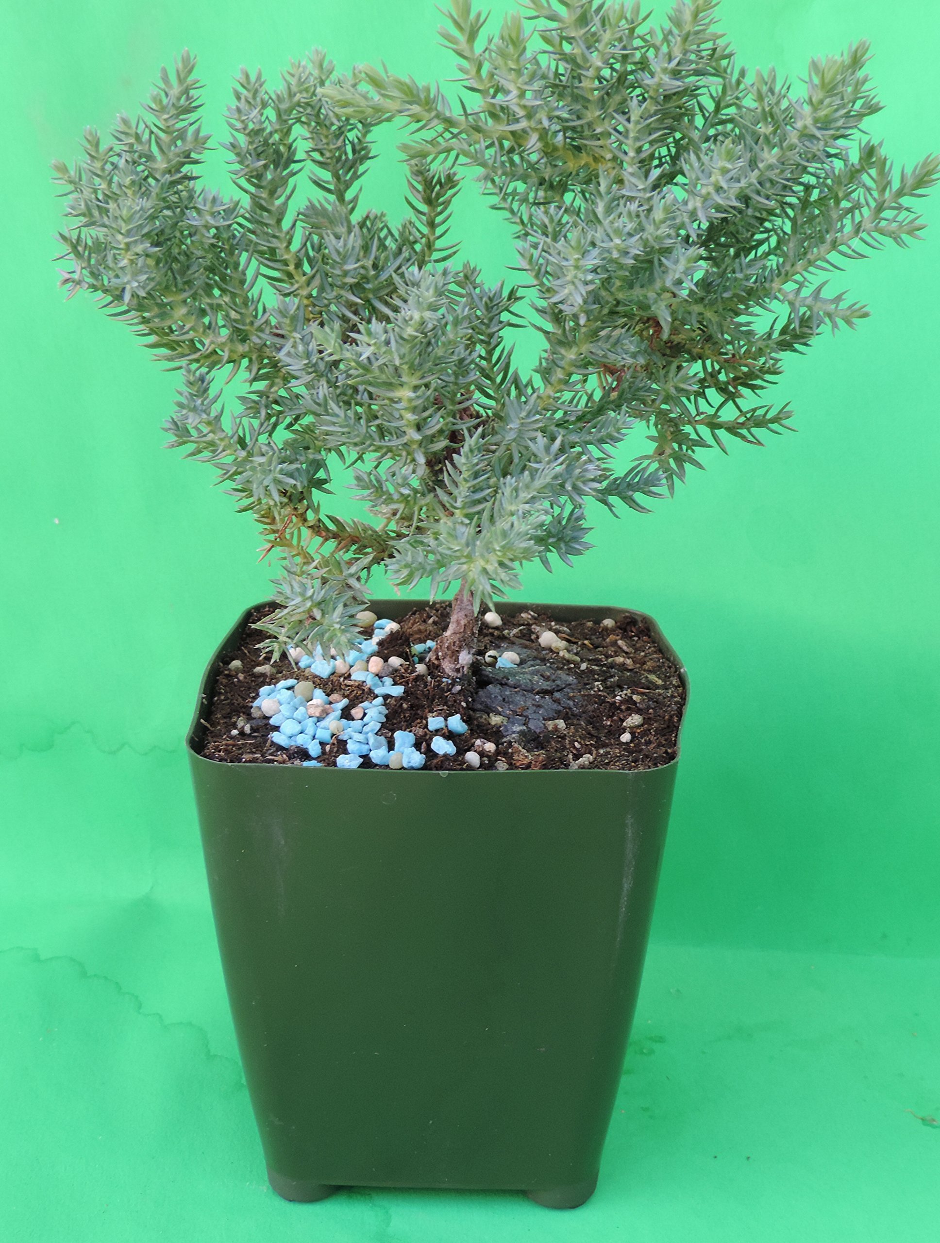 JM BAMBOO 1-Large Japanese Dwarf Juniper bomsai Tree Live Trees 6'' inches Tall