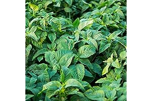 Jamaican CALLALOO 500 Seeds