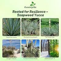 Vista 2 de Outsidepride Semillas de yuca Glauca para plantar, 50 semillas de flores tolerantes a la sequía con follaje de hoja perenne y flores aptas