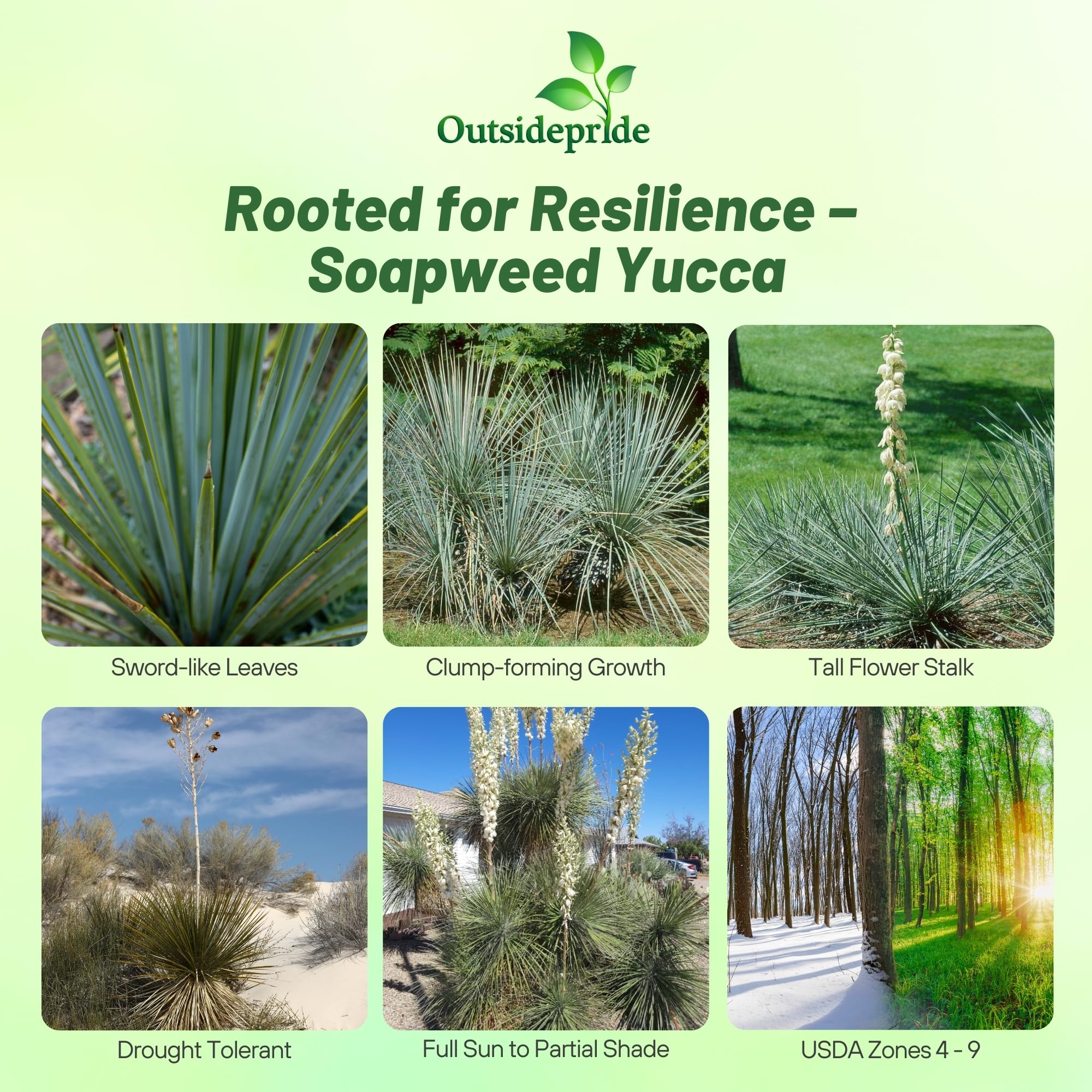 Amazon.com : Outsidepride Soapweed Glauca Yucca Seeds for Planting