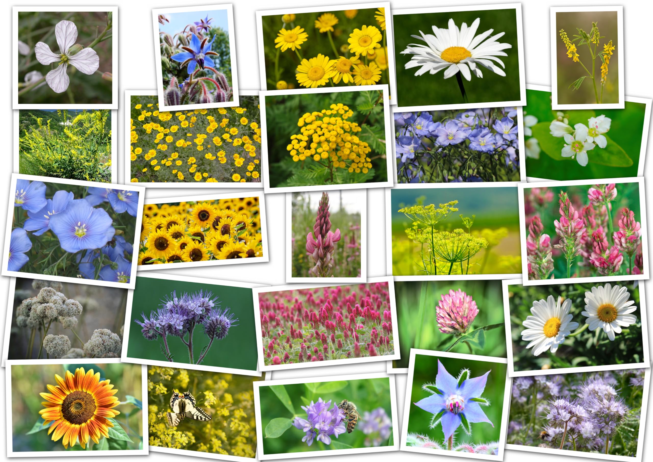 Wild & Kulturarten Bienenweide ´über 20 Arten‘. Wildblumen, Blumenwiese (300m² = 180,0g)