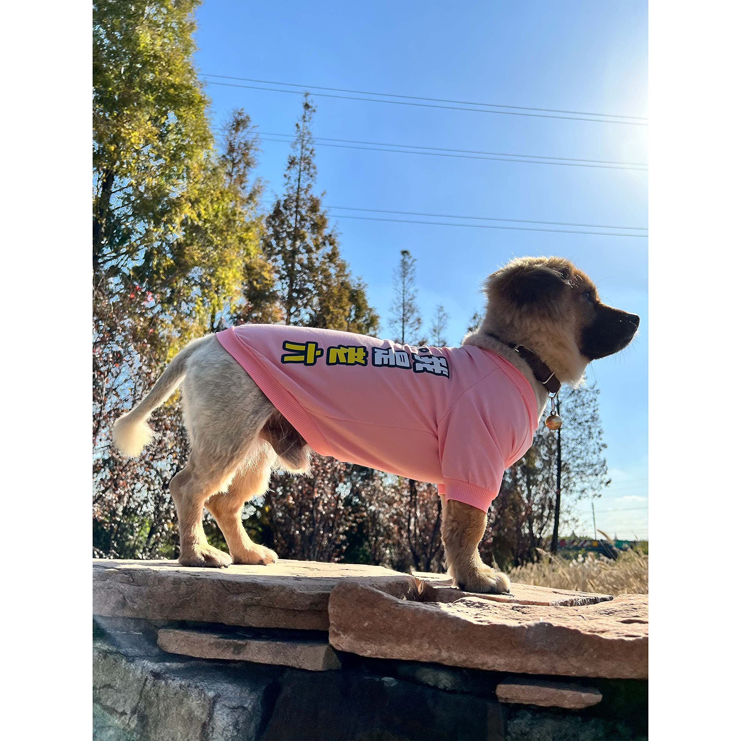 Hunde-Shirt Aus Baumwolle – Leicht, Elastisch & Stylisch Mit Streifen-Design
