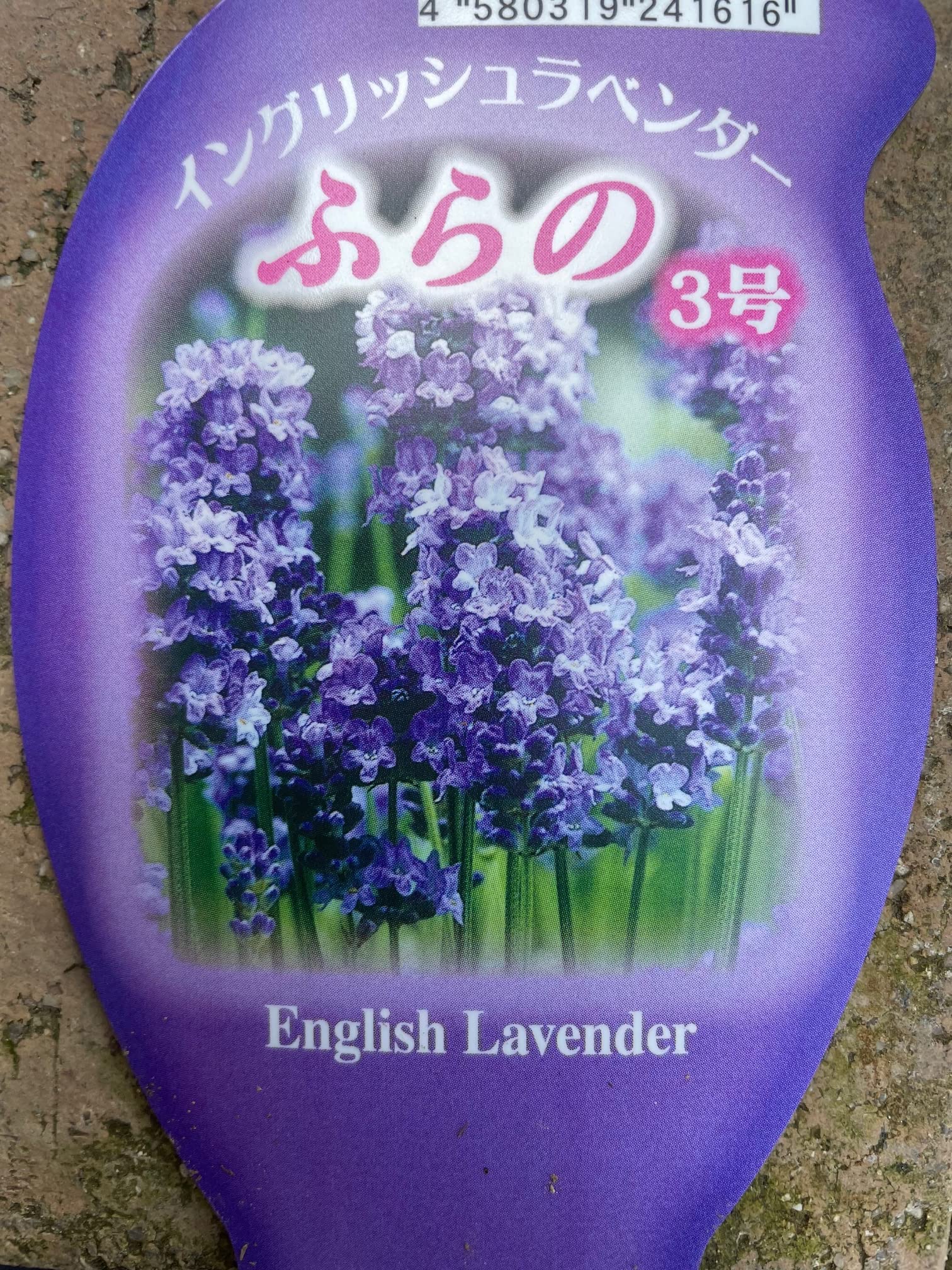 Amazon.co.jp: 優雅な香り ハーブの女王 【ラベンダー（イングリッシュ