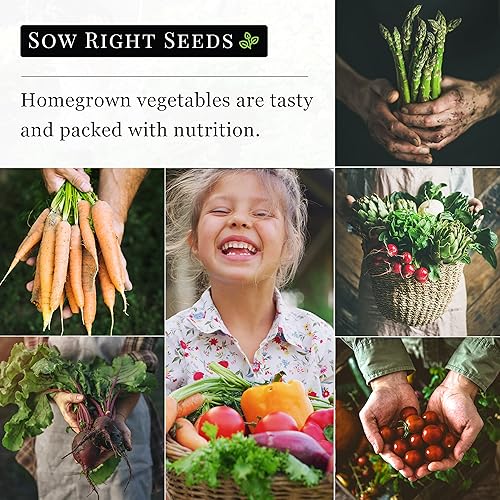 Miniatura 6 de Sow Right Seeds - Semilla de calabaza vieira amarilla para plantar - Paquete de reliquia sin OMG con instrucciones para plantar un huerto casero,