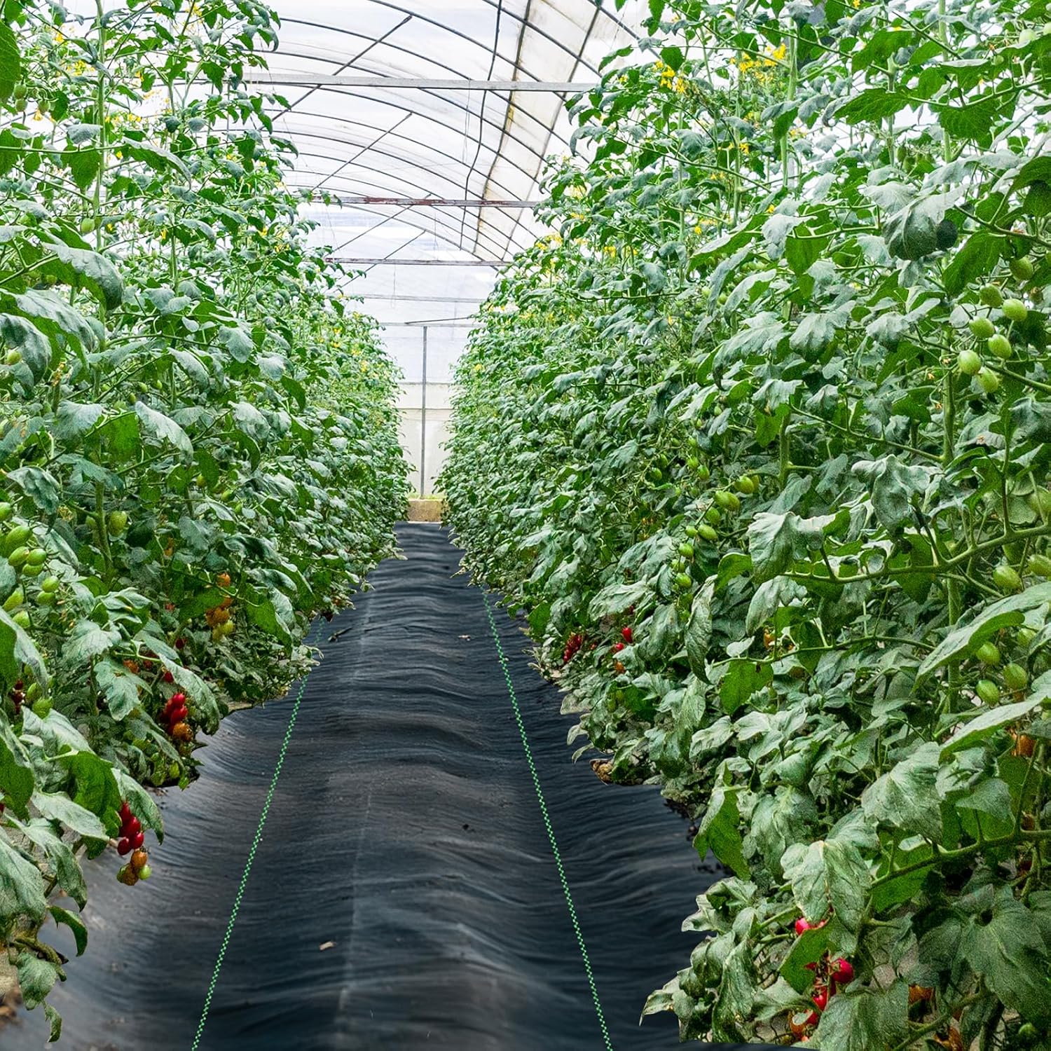 6ft x 300ft Weed Barrier Landscape Fabric Heavy Duty Premium Weed Control Fabric Durable & Eco-Friendly Weed Block Gardening Mat (3.2oz) (LTTY-W6-300)