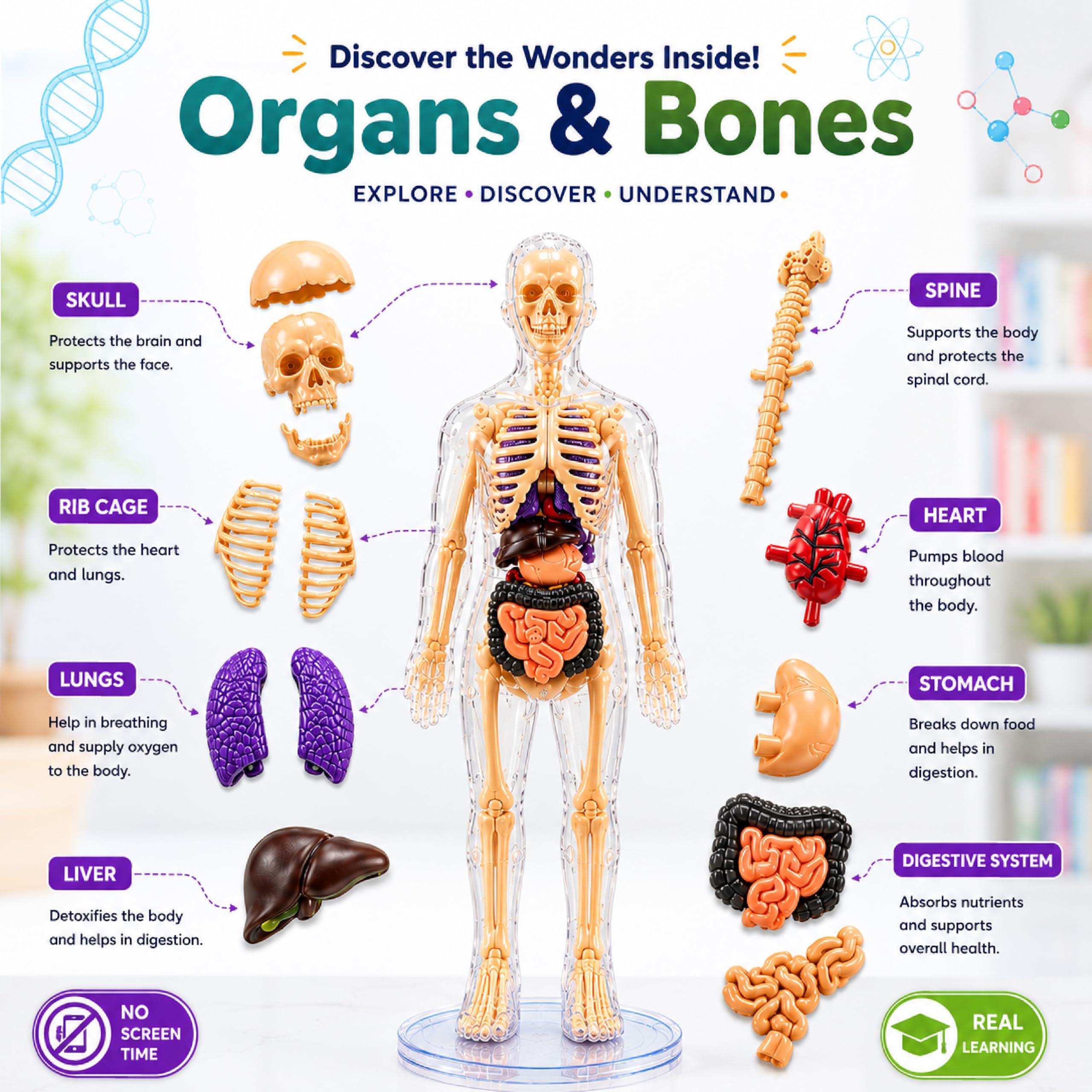 Lifelong Labs Anatomy Kit | 29-Piece Anatomy Kit with Skeleton, Organs, Body Parts | Human Body 3D Puzzle, STEM Science Toy | Skeleton Model Detachable Bones | Body Parts Toy for Kids Ages 5-12 Yrs — Amazon image 5