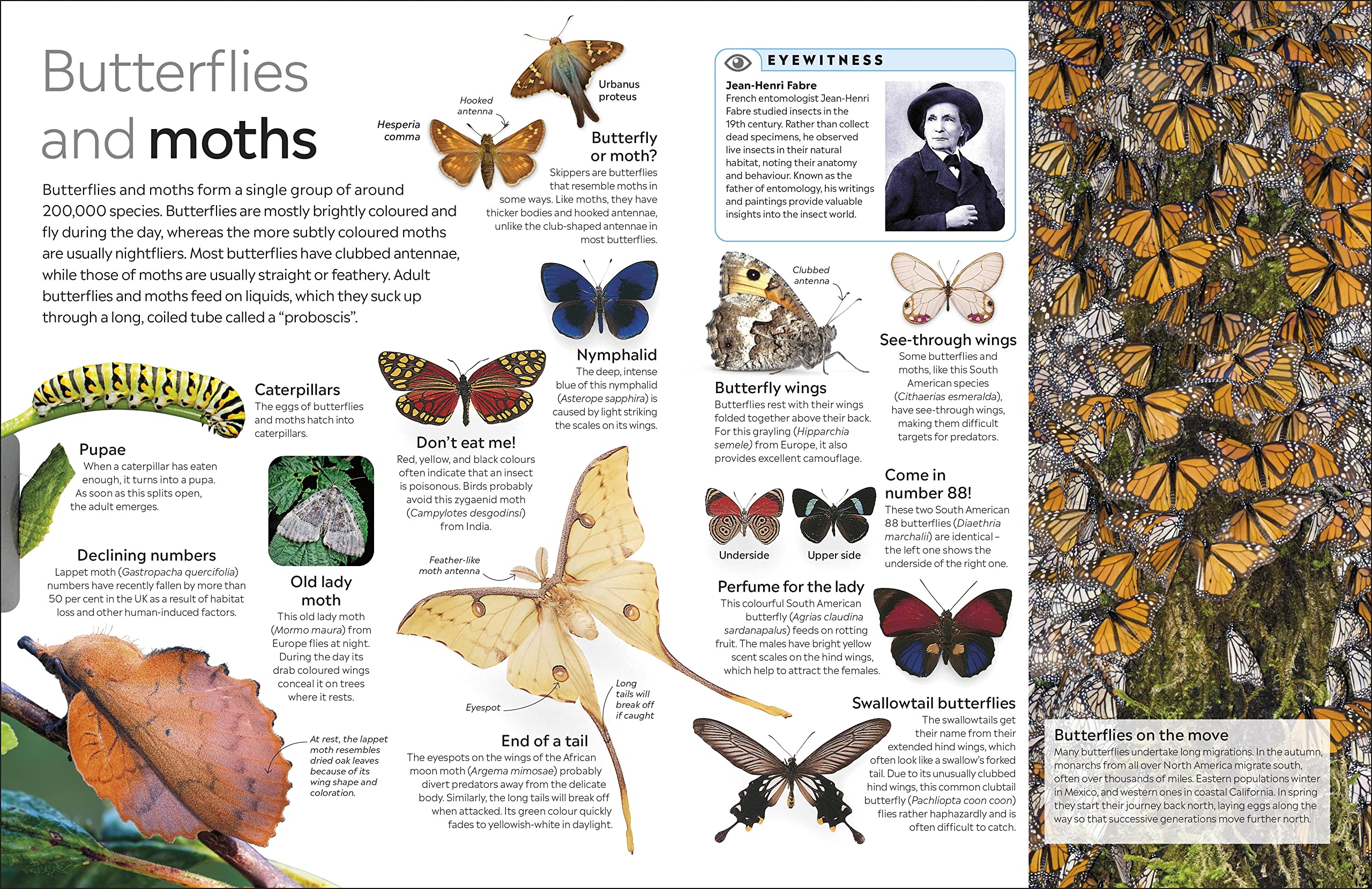 Insect: DK Eyewitness
