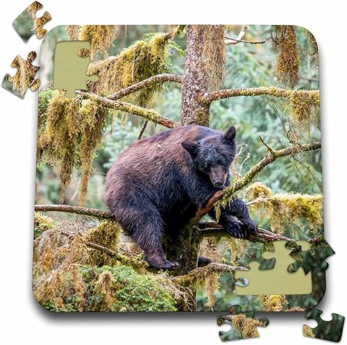 3dRose Black Bear cub Finds Safety in a Tree at ANAN Creek. - Puzzles (pzl-380595-2) disponible en Yaxa Venezuela