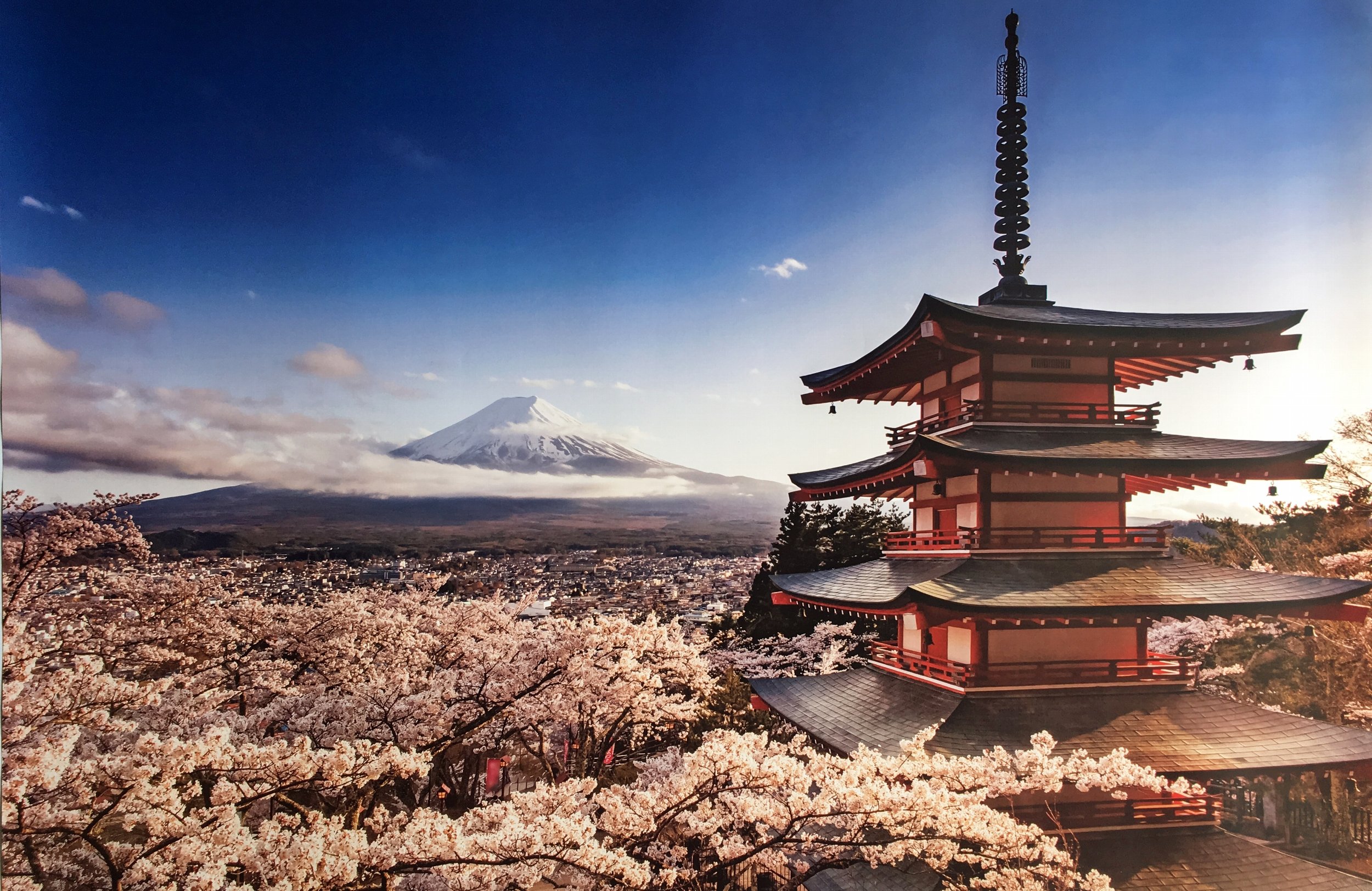 Pyramid International Mount Fuji Blossom Maxi Poster, Paper, Multi-Colour, 61 x 91.5 cm