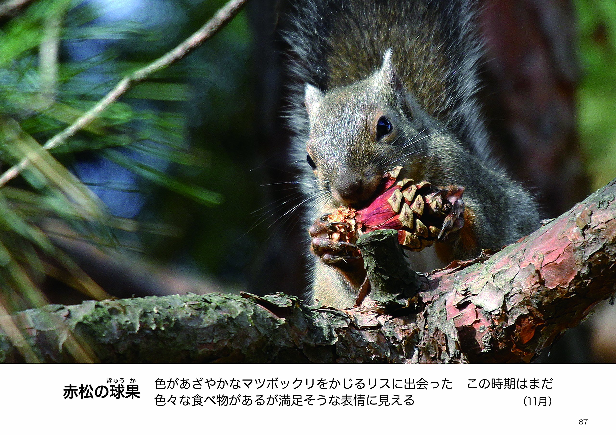 子リスの学校 森の中 ニホンリス 野生の一瞬 写真集 永田 博 本 通販 Amazon