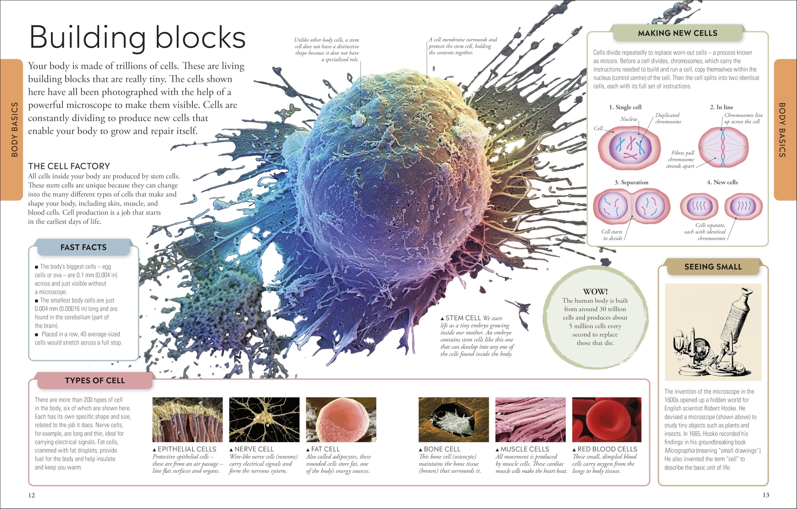 Human Body A Children's Encyclopedia