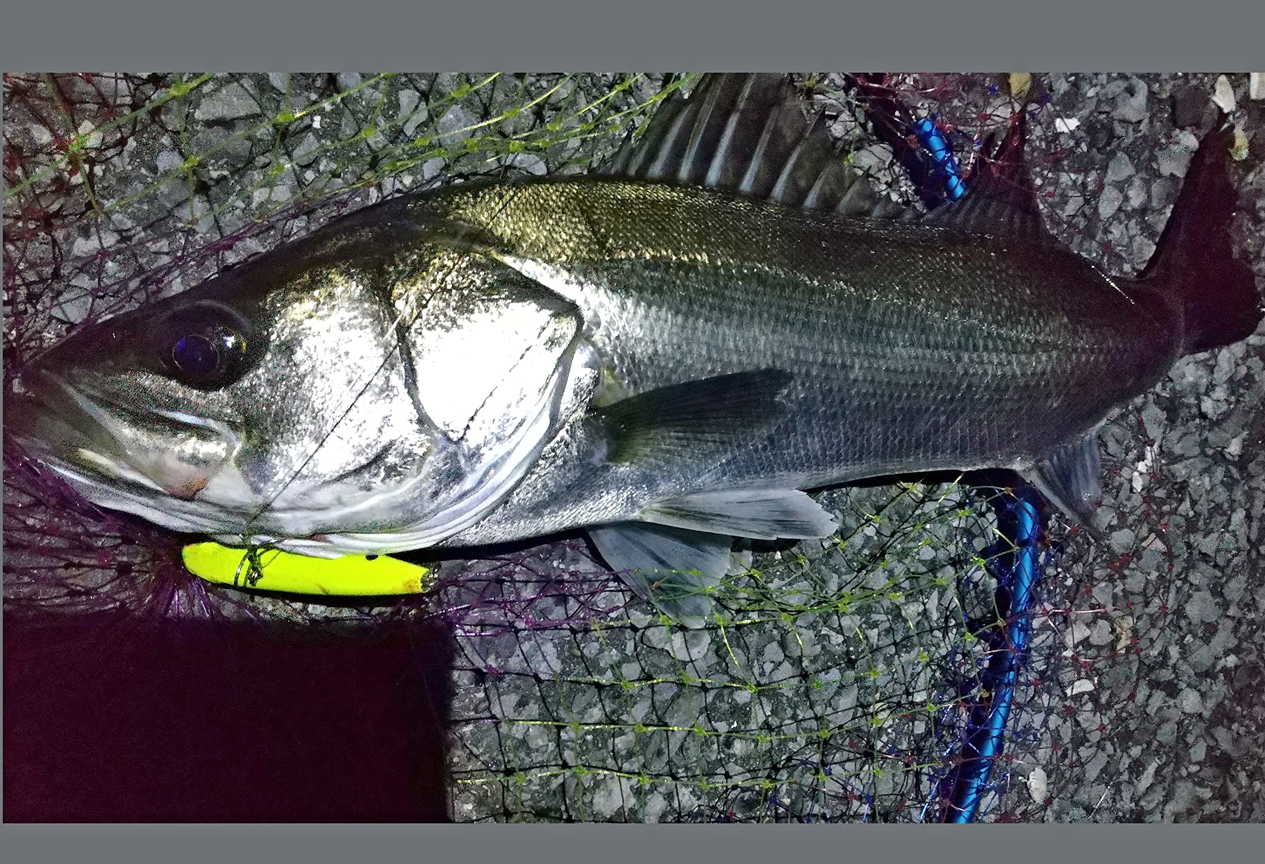 Amazon.co.jp: シンキングペンシル シーバスルアー SUZUPEN 90S マット