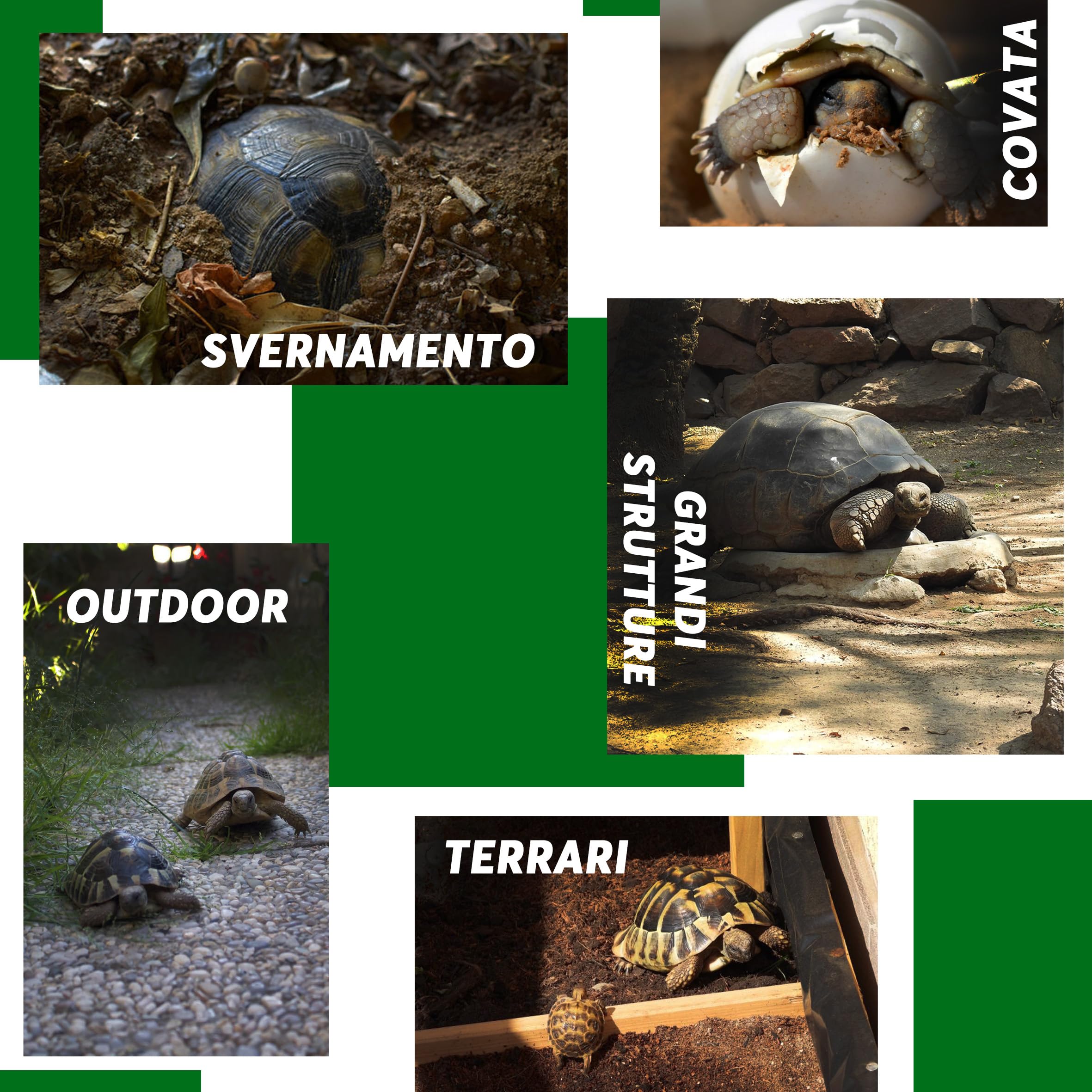 ZOMA Terrario per Tartarughe di Terra - Ambiente Ideale per la Tua Tartaruga - 20L