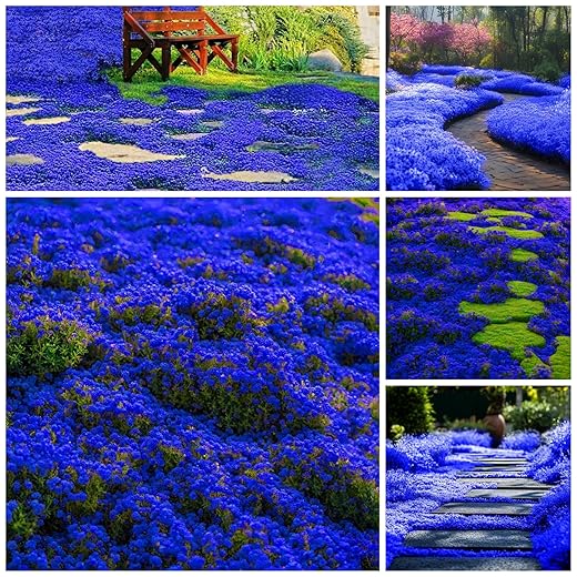 29000+ Magic Creeping Thyme Seeds for Planting Perennial Ground Cover Plants Thymus Serpyllum Seed Heirloom Flowers Carpet Creeping Thyme for Stepping Stones & Outdoor