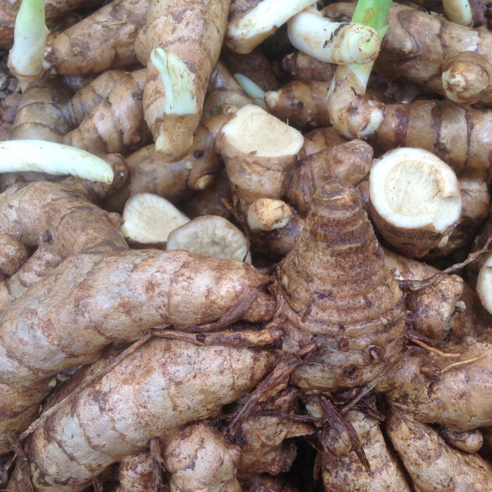 Creative Farmer Seedstores : 100 Grams Of Precious Curcuma Aromatic Kasturimanjal (Cosmetic Turmeric Or Aromatic Turmeric) Rhizomes For Growing Propagation (B076GMGVCX) Amazon Price History, Amazon Price Tracker